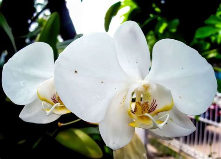What is the national flower of Indonesia?