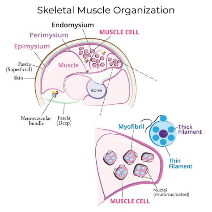 What is the perimysium of a muscle quizlet?