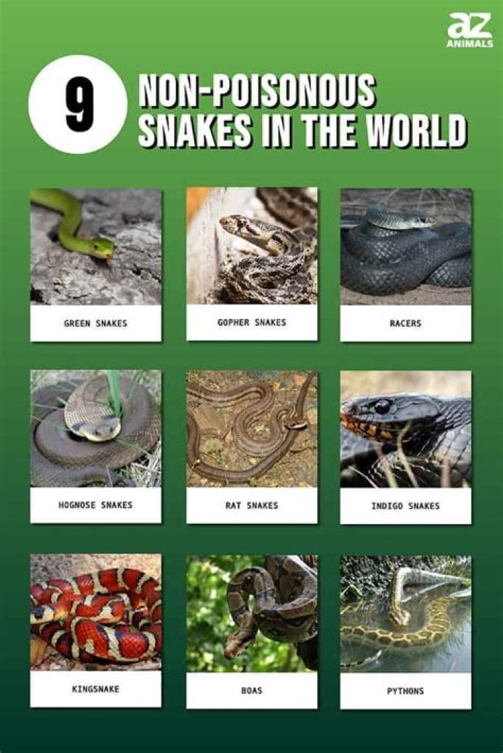 What is the poisonous snake rhyme?