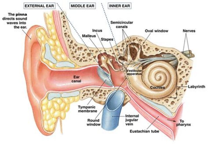 What is the vestibule in the ear?