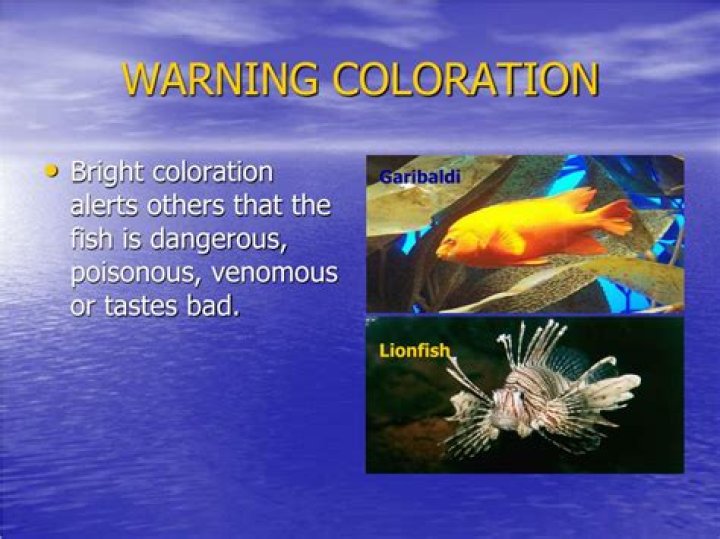 What is warning coloration?