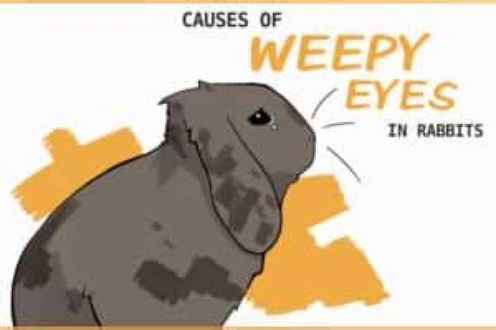 What is weepy eye in rabbits?