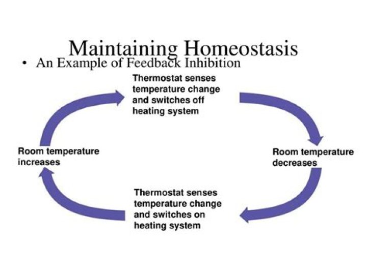 What might be the adaptive advantage of homeothermy?