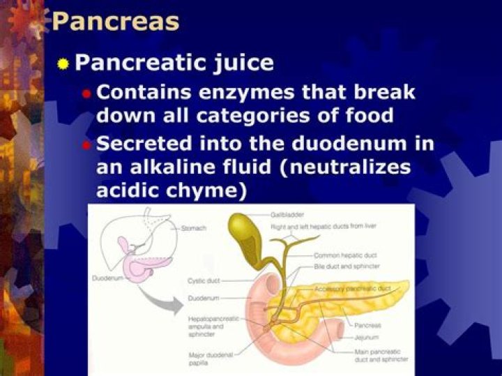 What pancreatic juice contains?