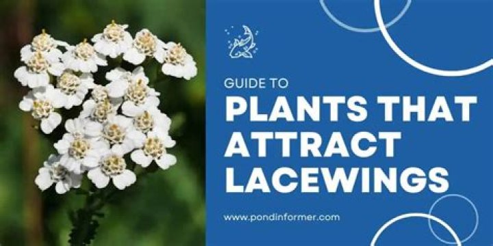 What plants attract lacewings?