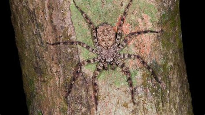 What spiders live in the Amazon rainforest?