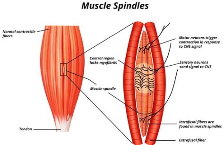 What type of muscle is spindle shaped?