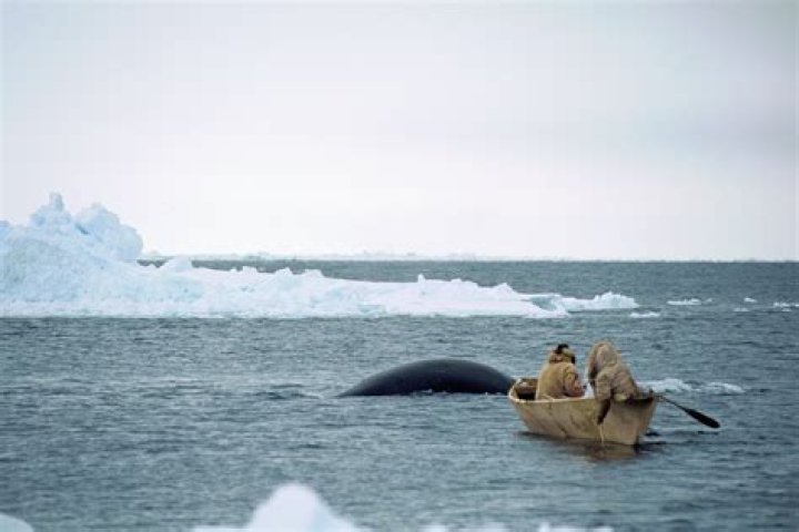 What whales did the Inuit hunt?