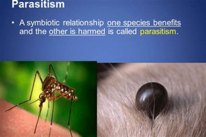 Whats a parasitic relationship?