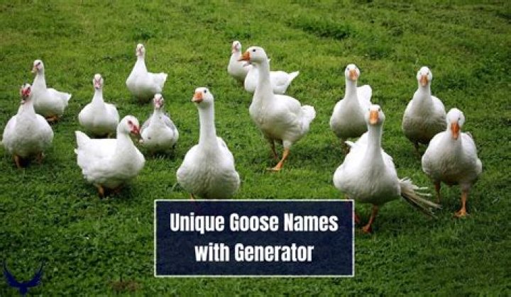 What's another name for goose?