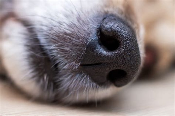 Whats it mean when a dog's nose is hot and dry?
