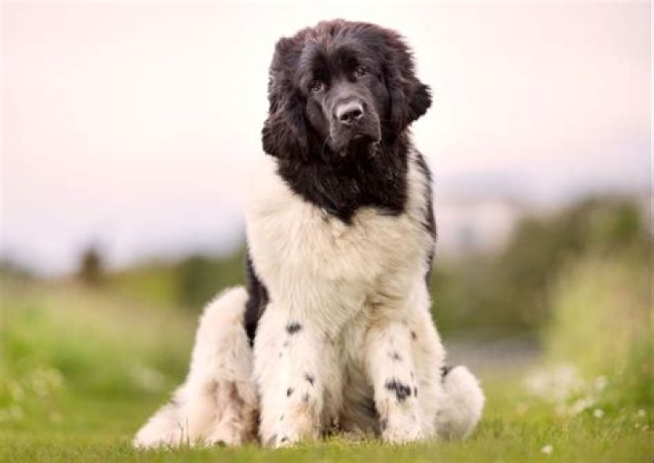 Whats the difference between landseer and newfoundland?