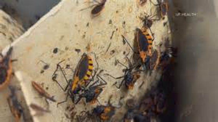 When a bug bite blisters?