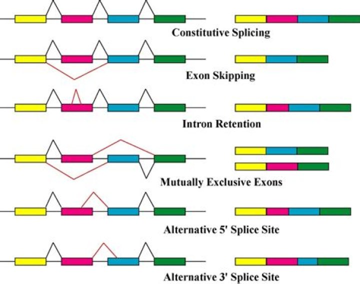 When are exons spliced together?