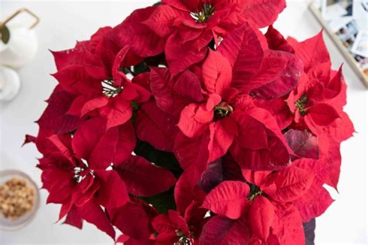 When are poinsettias in season?