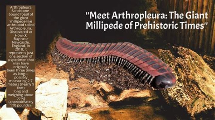 When did arthropleura go extinct?