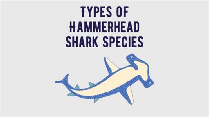 When did the hammerheads evolve?