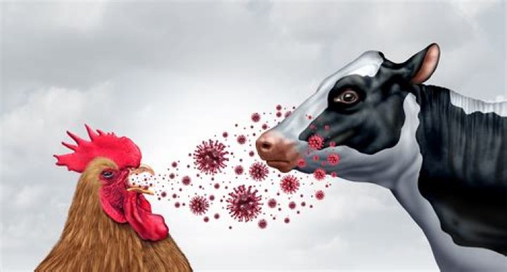 When did the rinderpest occur?