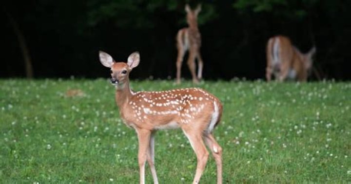 When do fawns lose their spots?