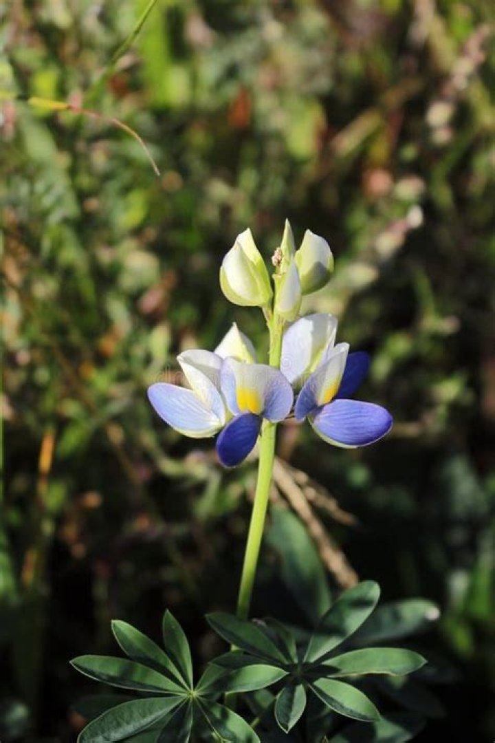 When does lupinus mutabilis flower?