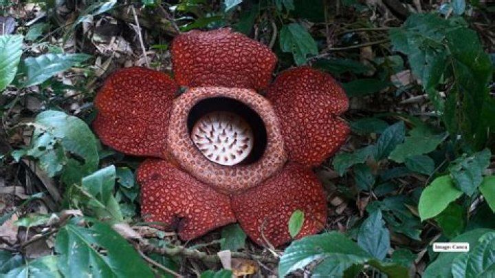 When does rafflesia flower bloom?