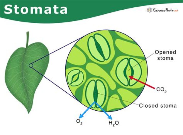 When does stomata close?