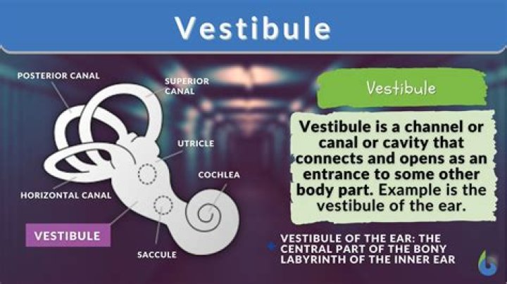 When does vestibule mean?