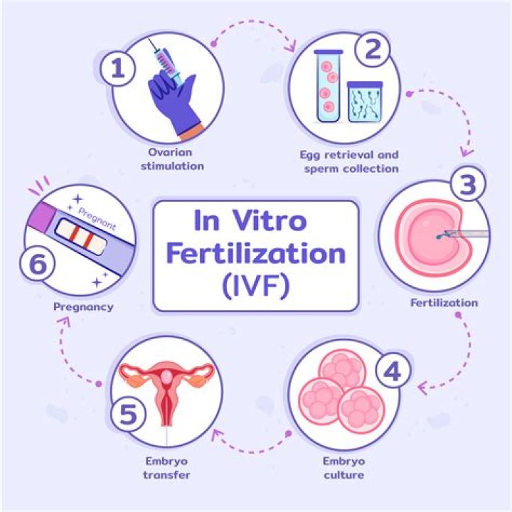 When is embryo implanted in ivf?