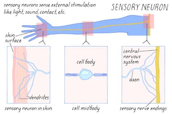 When neurons are unstimulated?