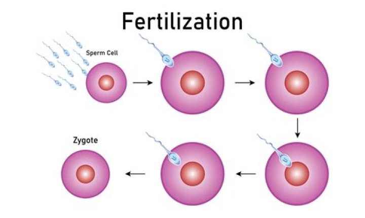 When the fertilization occurs?
