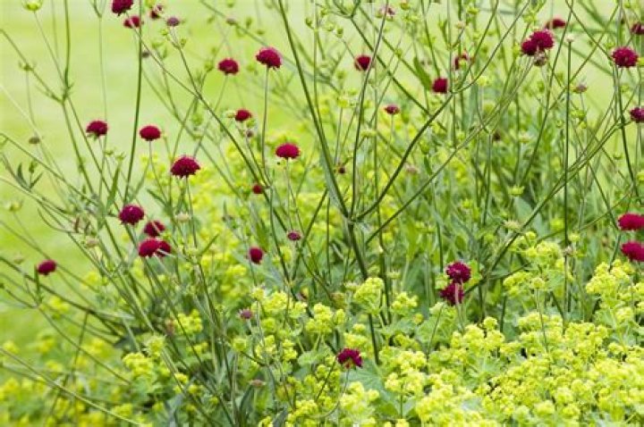 When to cut back knautia macedonica?
