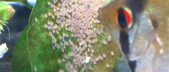 When to feed angelfish wigglers?