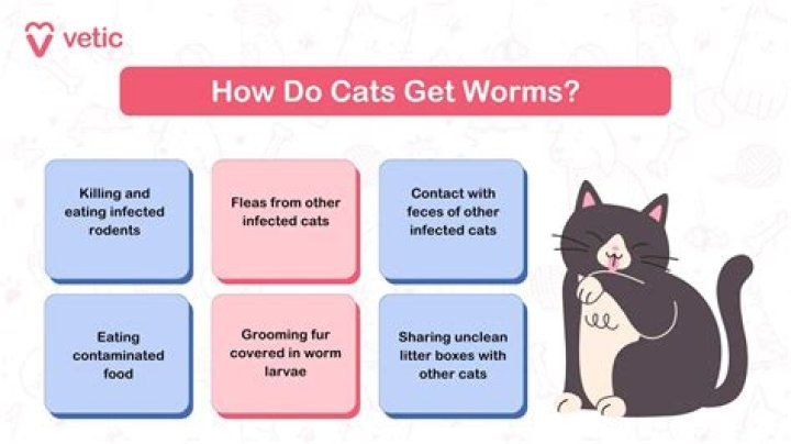 When to get a cat dewormed?