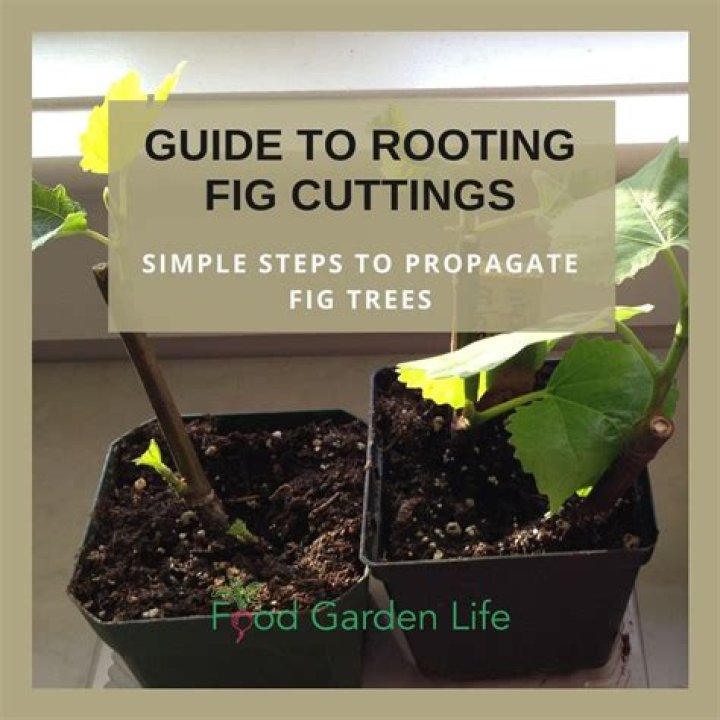 When to take pyracantha cuttings?