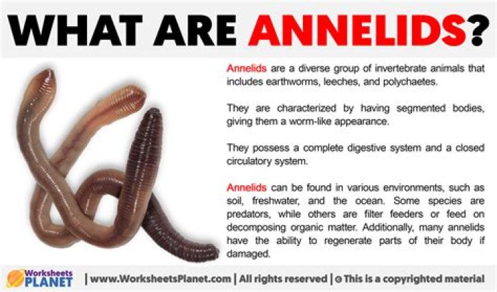 Where are annelids found?