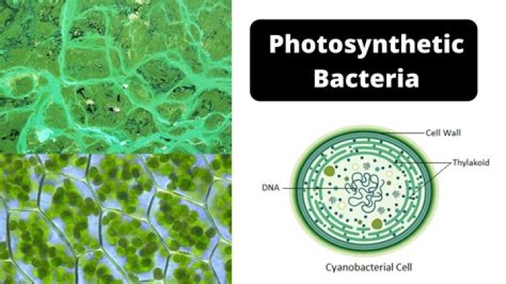 Where are photosynthetic bacteria found?