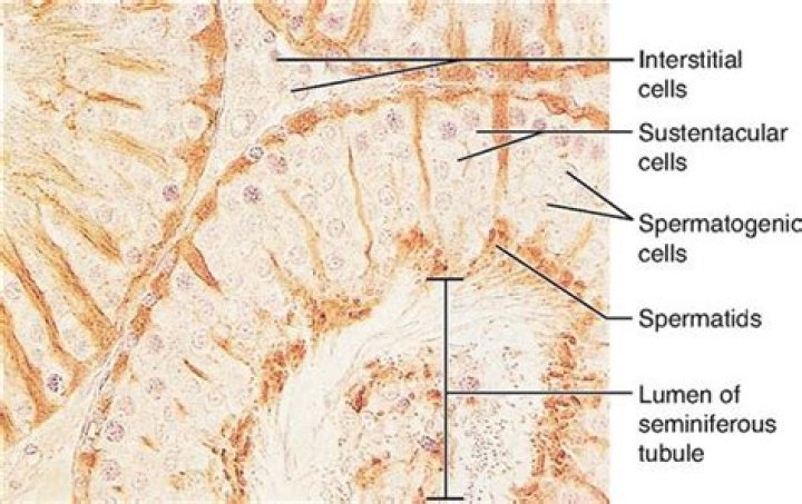 Where are sustentacular cells found?