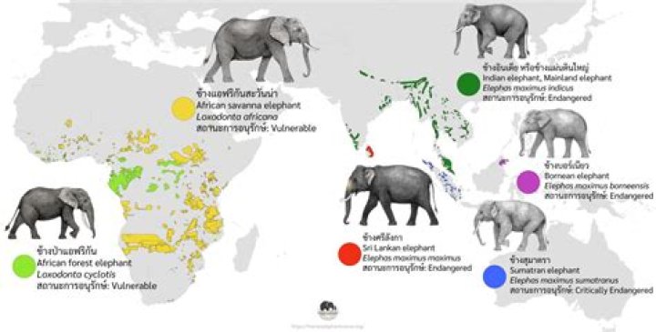 Where are the coexistence elephants?
