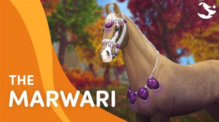Where are the marwari horses in star stable?