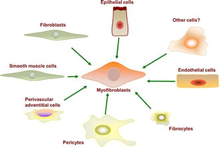 Where can fibroblasts be found?
