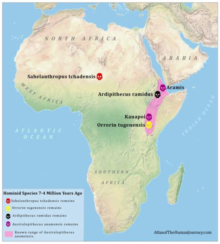 Where did australopithecus live?