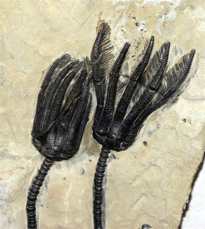 Where did crinoids live?