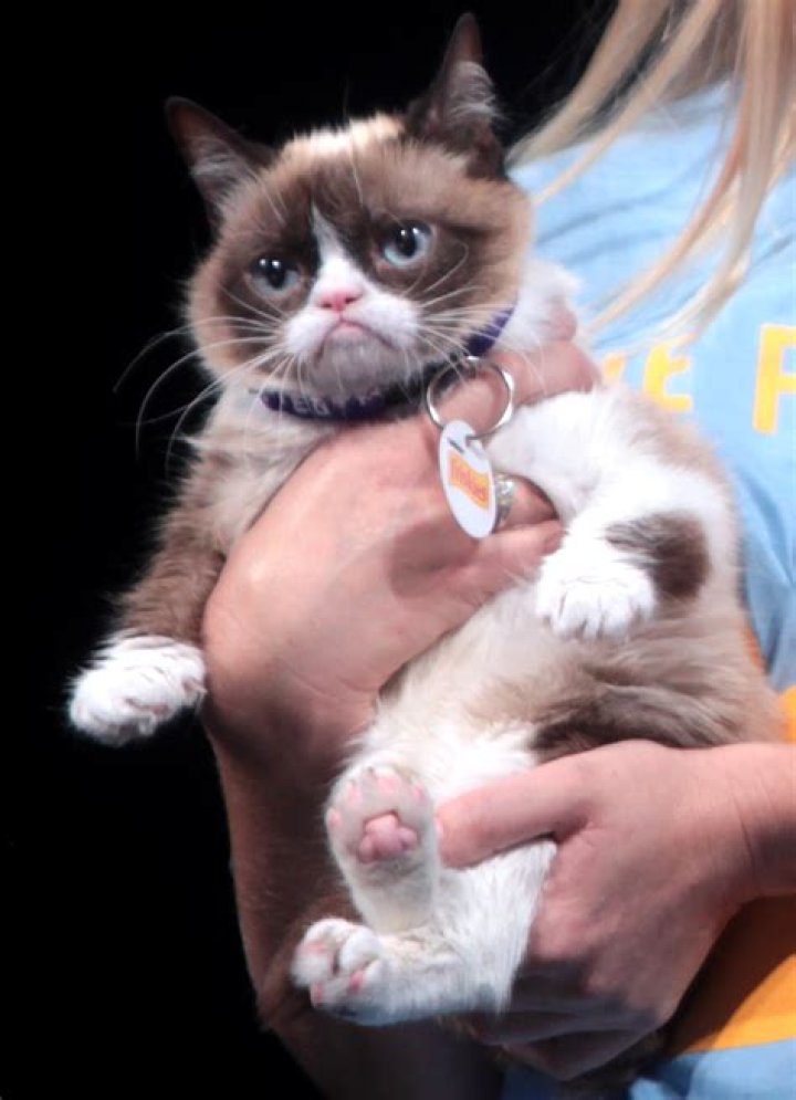 Where did grumpy cat die?