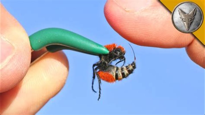 Where do cow killers live?