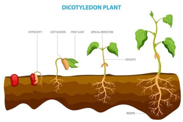 Where do dicotyledons come from?