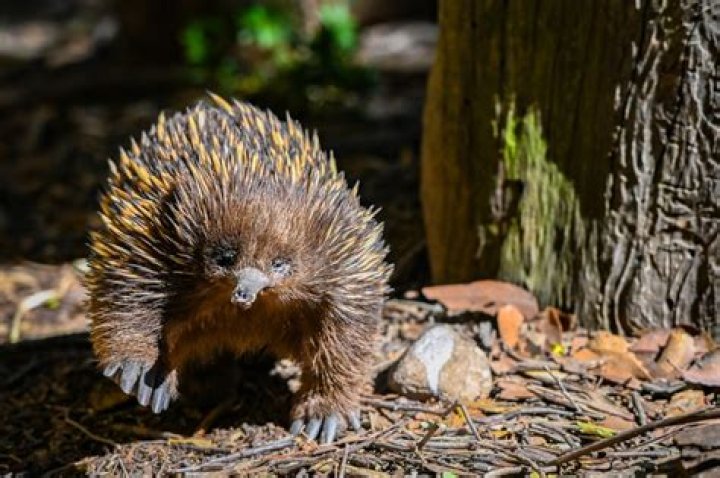 Where do eastern long-beaked echidnas live?