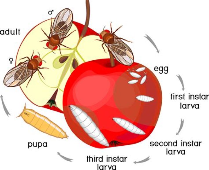 Where do fruit flies come from?