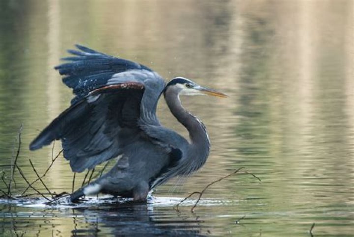 Where do herons live?
