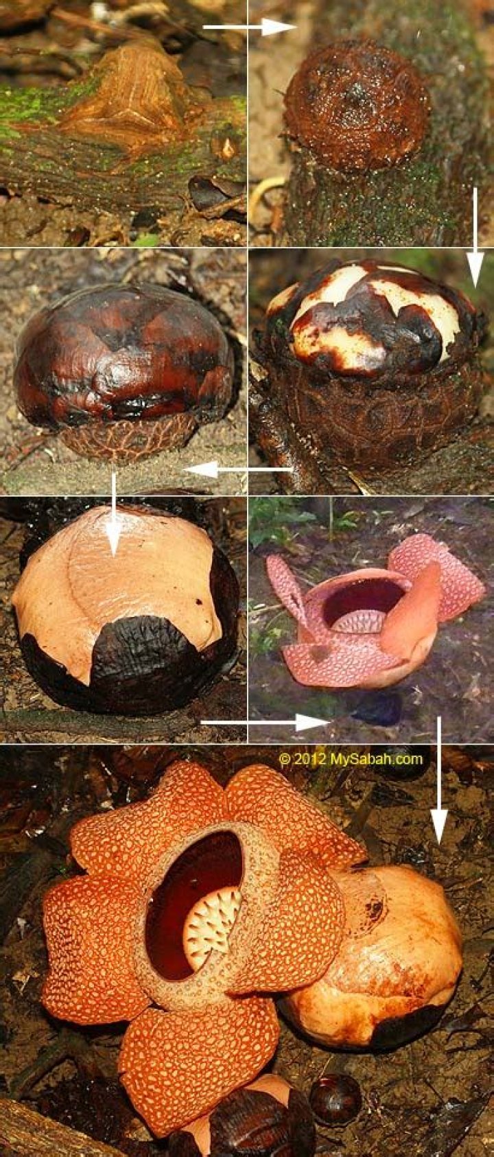 Where do rafflesia grow?