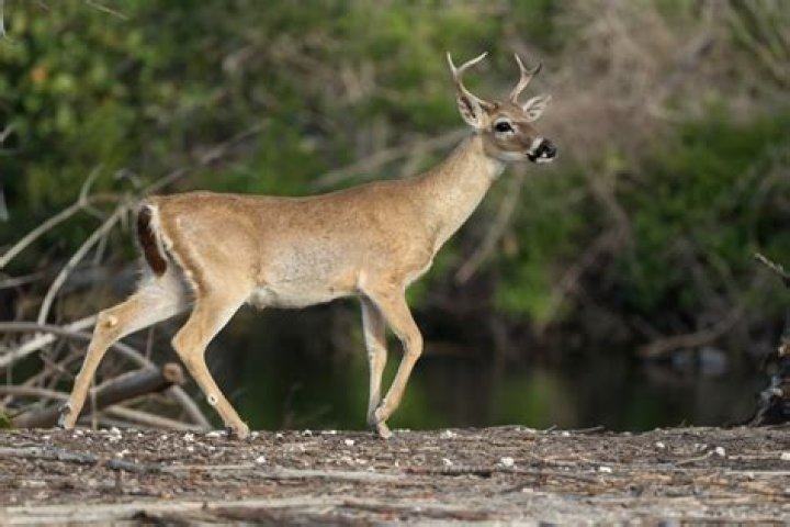 Where do sambar deer come from?